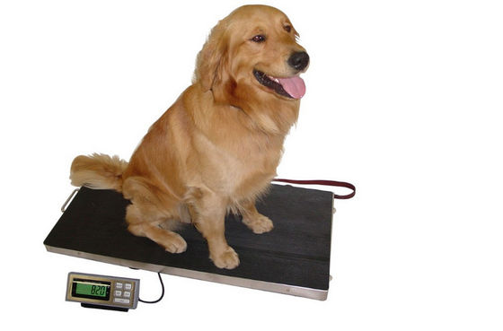 Acier inoxydable 304 balances de chien bas du plateau 150kg
